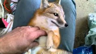 Cody our pet Swift Fox