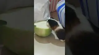 Little thief in our house 🏡🐹