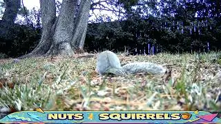 This Little Guy Always Eats Here | Nuts 4 Squirrels