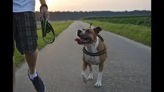 Entrenamiento para músculos del Pit Bull