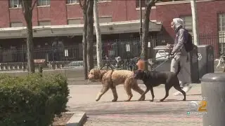 Hoboken Goes On Poop Patrol