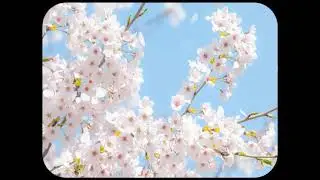 [R] falling cherry blossom petals (AOD_Live)