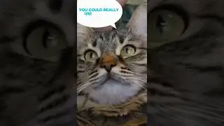 Cat's Expense Report #animalstories #viralvideo #viralcat