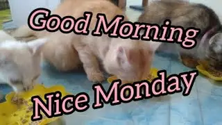 nice  Monday_meow @deniwans