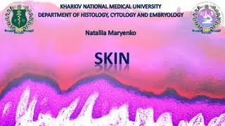 Skin. Histology