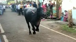 || Pandharpuri Buffalo Calf Super Running in Race ||