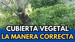 💥 La Manera Correcta Para una Buena Cubierta Vegetal