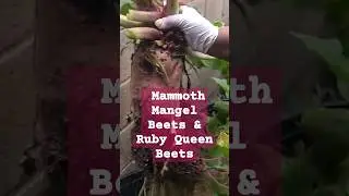 Mammoth Mangel Beets & Ruby Queen Beets #sh