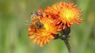European Honeybees Pollinates Orange Hawkweed Flowers in Japan 240fps