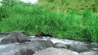 11 Hours Live Relaxing Water Sounds &ndash; Tranquil Nature Ambience for Sleep & Stress Relief