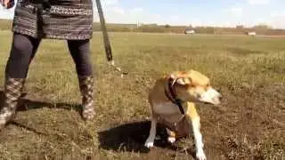 Джой. Страх перед громкими звуками. Реабилитация.