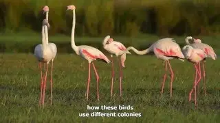 Anillamiento Científico de Aves en Doñana (ICTS-RBD / EBD-CSIC)
