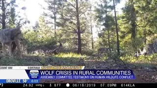 'Wolf Crisis': State leaders discuss wolf conflict solutions in rural areas
