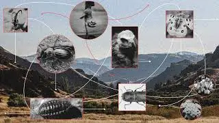 The Unloved Others: Invertebrate Conservation in Armenia | Audio Article