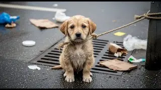Perro callejero bajo la lluvia 3 d&iacute;as &mdash; no creer&aacute;s qui&eacute;n lo detuvo