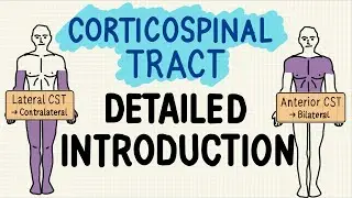 Corticospinal Tract - EASIEST INTRODUCTION!