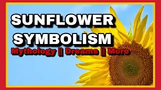 🌻 SUNFLOWER SYMBOLISM || MEANING IN DREAMS || Apollo  || #sunflower #thesuntarot #sunflowersymbol