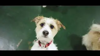 Dog Resort (North Hollywood), Your Dog's Favorite Place