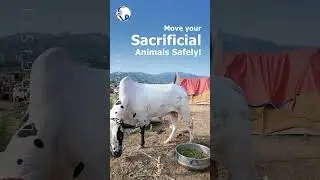 Move your sacrificial animals safely! #logistics #shorts #youtubeshorts #fastdelivery #pakistan