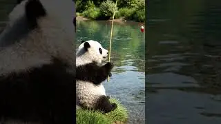 A Quiet Fishing Moment 🐼🎣 #shorts #viral #trending #panda #youtubeshorts #cartoon #cute