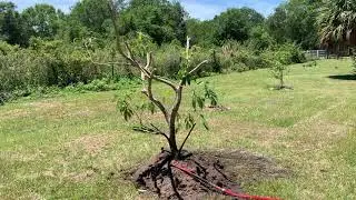 Moving large fruit tree lychee in new home