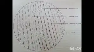 Microscopic structure of L. S of Compact Bone