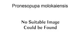 Pronesopupa Molokaiensis
