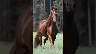 Unbelievably Beautiful Horse #horseracing #trending #shorts