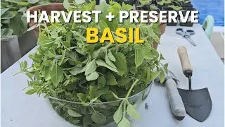 How To Preserve Basil 🌿 Keep Fresh Flavor All Year
