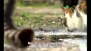 Dierenthuis