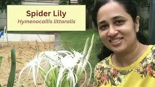 SPIDER LILIES - Fragrant flowers for your garden | Hymenocallis littoralis #plantlover #gardening