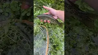 Nice Wild Rainbow from a Limestone Spring Creek