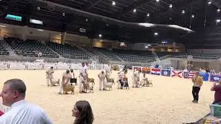 2023 ADGA National Show Nigerian Dwarf National Senior Champion Selection