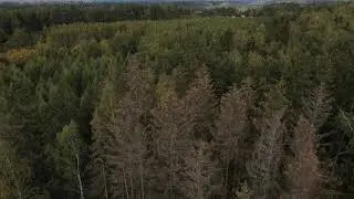 žievėgraužio tipografo pažeistas eglynas