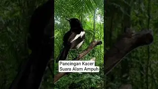 PANCINGAN KACER SUARA ALAM LIAR AMPUH #kacer #kacergacor #kacermania