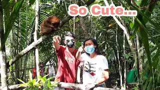 Tarsier Sanctuary, The Famouse Tourist Destination in  Bilar Bohol, smallest Monkey
