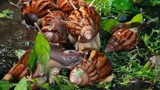 gather together with land snail colonies