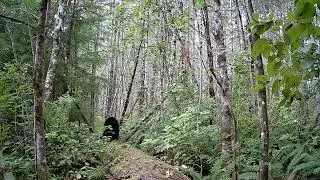 GardePro Trail Camera - Another bear walks the fallen log.