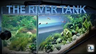 river aquarium observation video, aquascaped planted tank