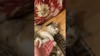 Дай пять #cat