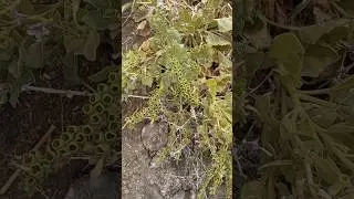This Wild Plant Looks Cool&mdash;But It's Actually Deadly!