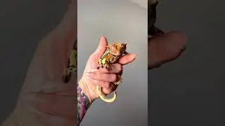 Cute Crested Gecko Jumps On Camera