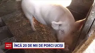 Pesta porcină lovește întreaga țară. Boala a condus la restricții pentru circulația persoanelor