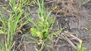 Flying on Cover Crops Into Soybean