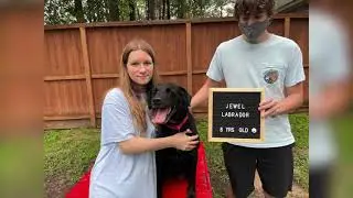 JEWEL - Adopted dog at AAR - Abandoned Animal Rescue
