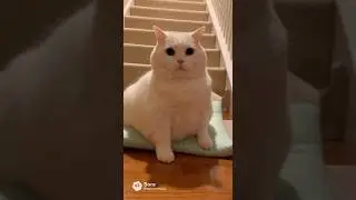 This crazy cat! / funny animal video
