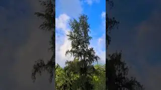 #neeley Gagan ki taley #Andaman Galary Vlogs #shorts