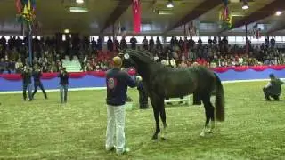 Oldenburg Stallion Licensing 2009