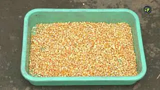 ಗೋವಿನ ಜೋಳ ಬೆಳೆ ಕ್ರಮ - ಡಾ. ಮಲ್ಲಿಕಾರ್ಜುನ ಎನ್ | Package of Practice of Maize |