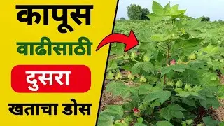 कापूस दुसरा खताचा डोस | kapus duara khatacha does | कापूस वाढीसाठी उपाय | kapus duara dose